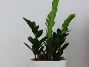 plants shop product gallery img 19