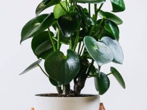 plants shop product gallery img 2