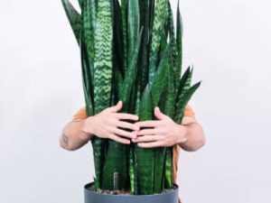 plants store categories img 2